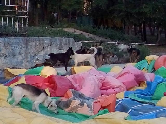 Свора собак бегает в парке Металлург в Усть-Каменогорске Свора собак бегает в парке Металлург в Усть-Каменогорске, Швед Татьяна Игоревна