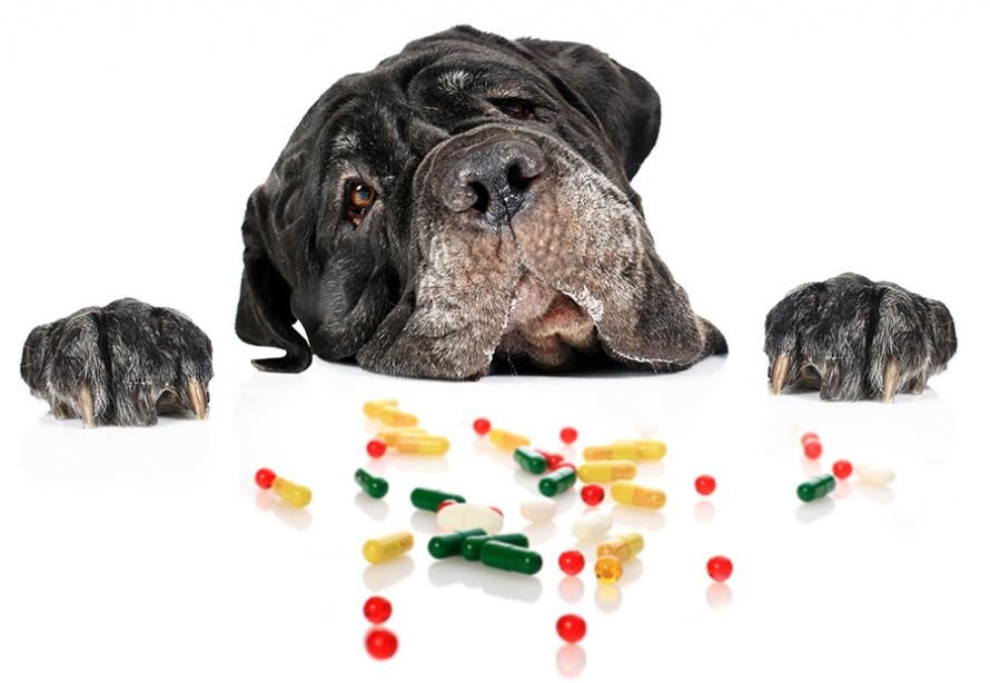 pet-medical-records